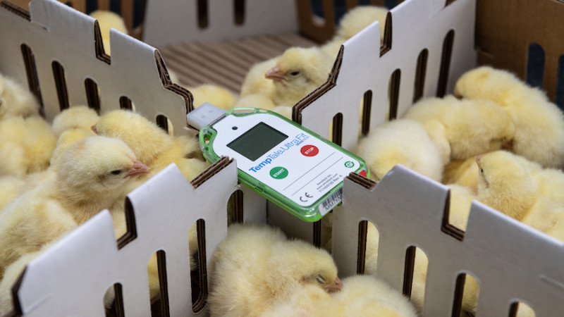 Handled with care: the journey of a breeder chick
