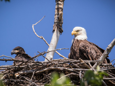 Adult eagle with fledgling in next