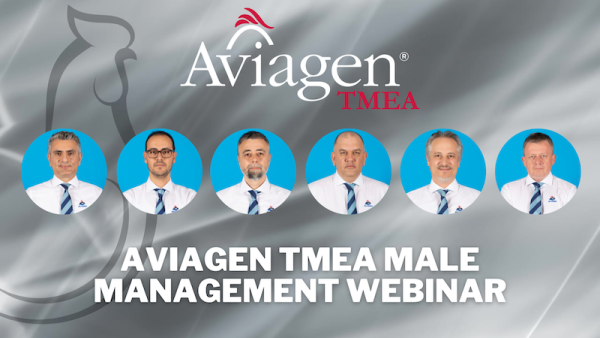 Aviagen TMEA Male Management Webinar graphic